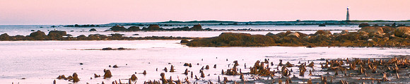 Drowned Forest banner